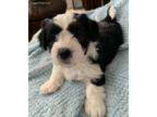 Havanese Puppy for sale in Frederick, MD, USA