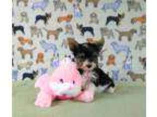 Yorkshire Terrier Puppy for sale in Winston Salem, NC, USA