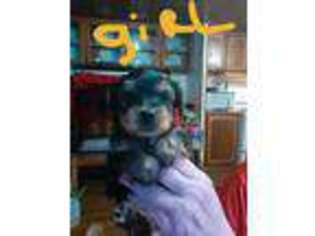 Yorkshire Terrier Puppy for sale in Bluffton, IN, USA
