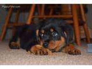 Rottweiler Puppy for sale in Salem, OR, USA