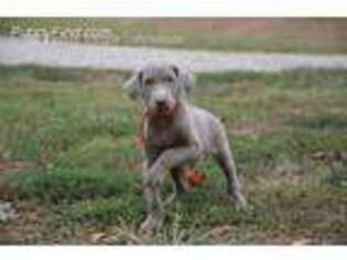 Labrador Retriever Puppy for sale in Lavonia, GA, USA
