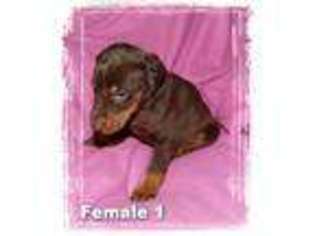 Doberman Pinscher Puppy for sale in Goshen, OH, USA