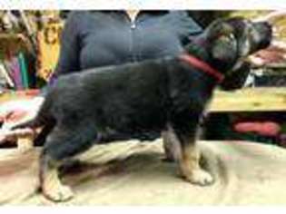 Mutt Puppy for sale in Marengo, OH, USA