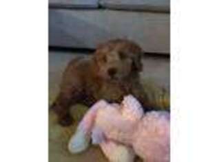 Goldendoodle Puppy for sale in Jupiter, FL, USA