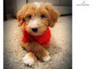 Goldendoodle Puppy for sale in Pittsburgh, PA, USA