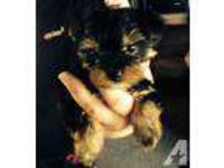 Yorkshire Terrier Puppy for sale in MOSIER, OR, USA