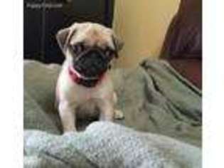 Pug Puppy for sale in Lancaster, KY, USA