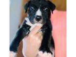 American Staffordshire Terrier Puppy for sale in Hinsdale, NH, USA
