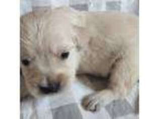 Mutt Puppy for sale in Madisonville, TN, USA