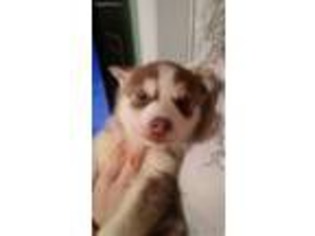 Siberian Husky Puppy for sale in Gruetli Laager, TN, USA