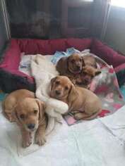 Dachshund Puppy for sale in Cleveland, OH, USA