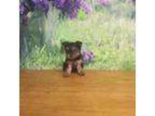 Yorkshire Terrier Puppy for sale in Valley Head, AL, USA
