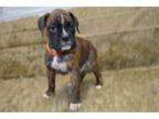Boxer Puppy for sale in LAKE BENTON, MN, USA