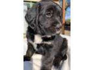 Mutt Puppy for sale in Osage City, KS, USA