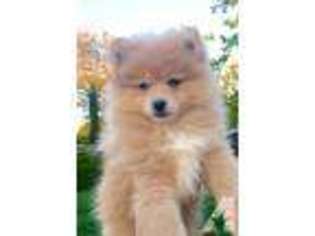 Pomeranian Puppy for sale in SANTA MONICA, CA, USA