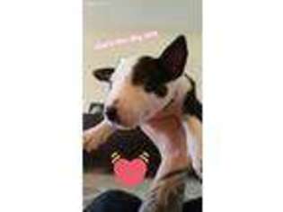 Bull Terrier Puppy for sale in Dickinson, TX, USA