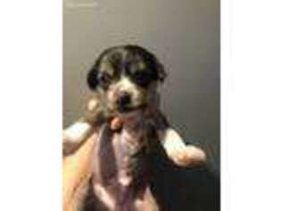 Chinese Crested Puppy for sale in Columbia, IL, USA