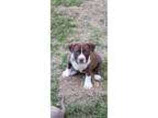 Mutt Puppy for sale in Clinton, AR, USA