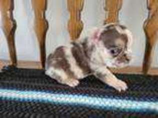 French Bulldog Puppy for sale in Camden, MI, USA