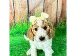 Goldendoodle Puppy for sale in Bethlehem, CT, USA