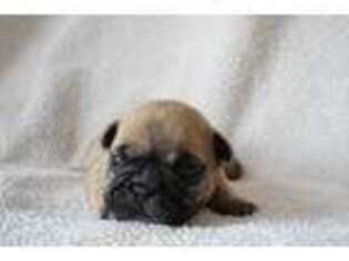 French Bulldog Puppy for sale in Canton, IL, USA