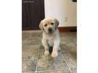 Goldendoodle Puppy for sale in Springfield, OR, USA