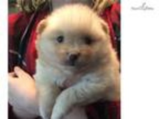Pomeranian Puppy for sale in Roanoke, VA, USA