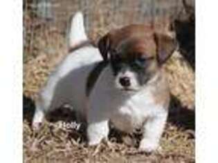 Jack Russell Terrier Puppy for sale in Seymour, TX, USA