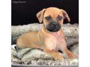 Boxer Puppy for sale in Bedford, IN, USA