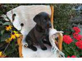 Labrador Retriever Puppy for sale in Romulus, NY, USA