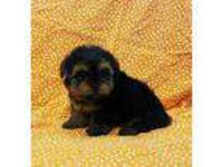 Yorkshire Terrier Puppy for sale in Perdido, AL, USA