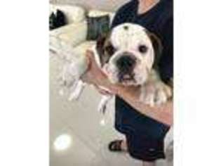 Bulldog Puppy for sale in Mcallen, TX, USA