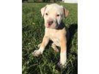 American Bulldog Puppy for sale in Mascotte, FL, USA