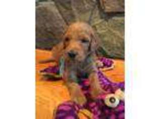 Goldendoodle Puppy for sale in Bellaire, MI, USA