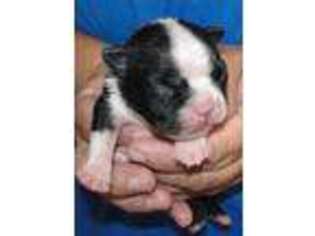 Boston Terrier Puppy for sale in Terrebonne, OR, USA