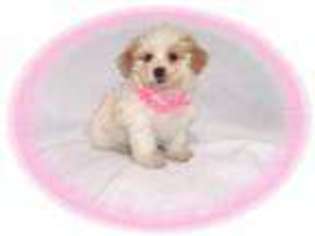 Shih-Poo Puppy for sale in NASHUA, NH, USA