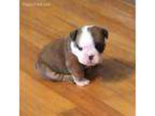 Bulldog Puppy for sale in Prince Frederick, MD, USA
