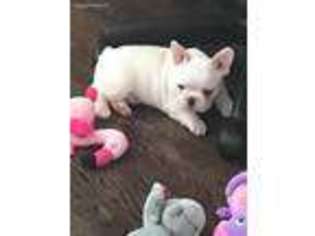 French Bulldog Puppy for sale in Yuma, AZ, USA