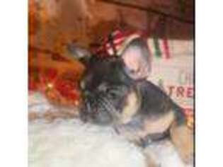 French Bulldog Puppy for sale in Lytle, TX, USA