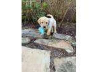 Labrador Retriever Puppy for sale in Mc Calla, AL, USA