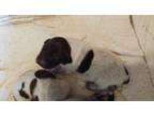 German Shorthaired Pointer Puppy for sale in Greenwood, VA, USA