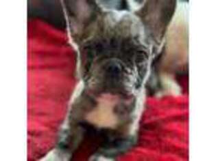 French Bulldog Puppy for sale in New Bedford, MA, USA