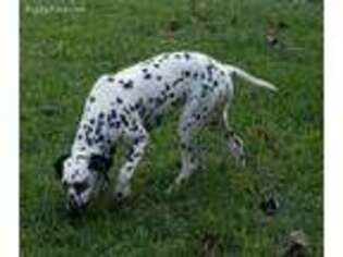 Dalmatian Puppy for sale in Athens, TX, USA