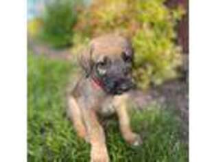 Irish Wolfhound Puppy for sale in Ord, NE, USA