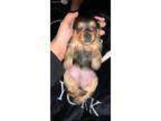 Yorkshire Terrier Puppy for sale in West Covina, CA, USA