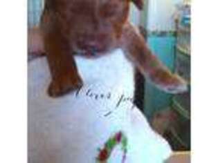 Labradoodle Puppy for sale in Orlando, FL, USA