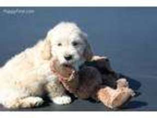 Goldendoodle Puppy for sale in Versailles, OH, USA