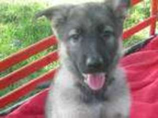 German Shepherd Dog Puppy for sale in Coatesville, PA, USA