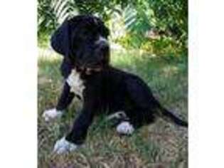 Neapolitan Mastiff Puppy for sale in Yucaipa, CA, USA