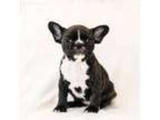 French Bulldog Puppy for sale in Salisbury, MA, USA